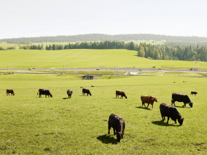 image site web - sans-titre